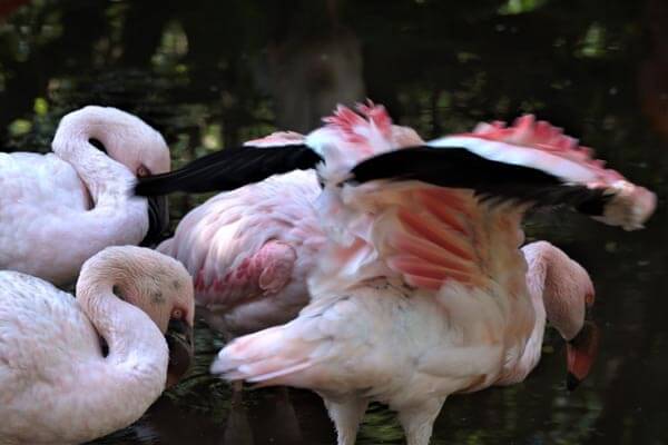 Birds of Eden