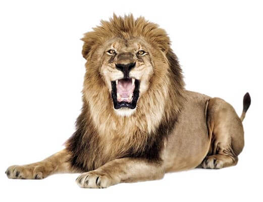 Jukani