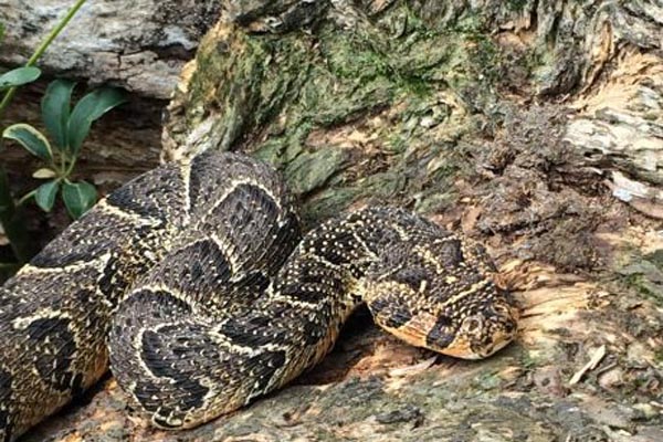 Lawnwood Snake Sanctuary