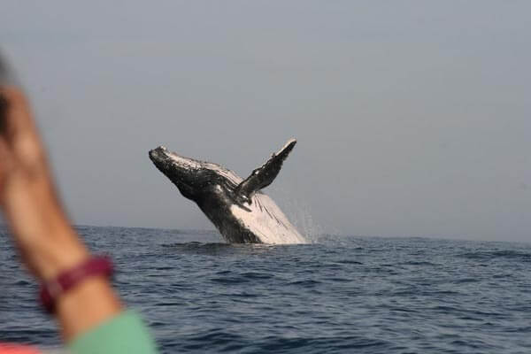 Ocean Blue Adventures